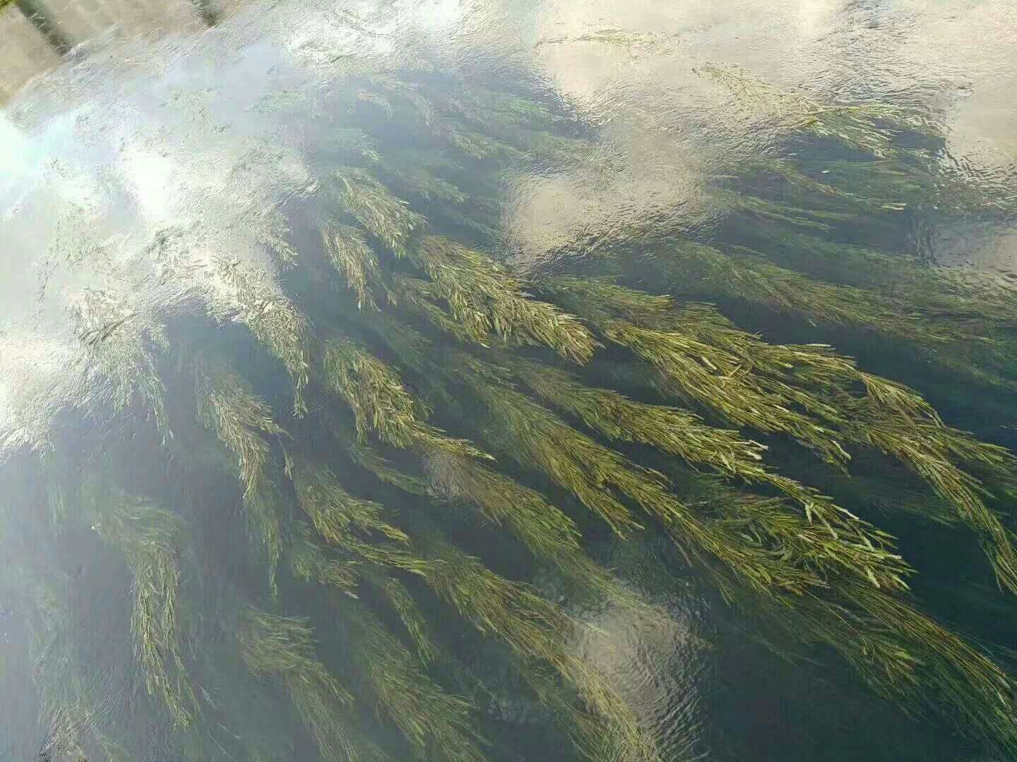 聚合氯化鋁等凈水藥劑對(duì)河道治理的效果展示